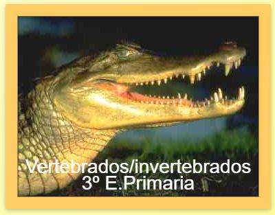 Vertebrados e invertebrados