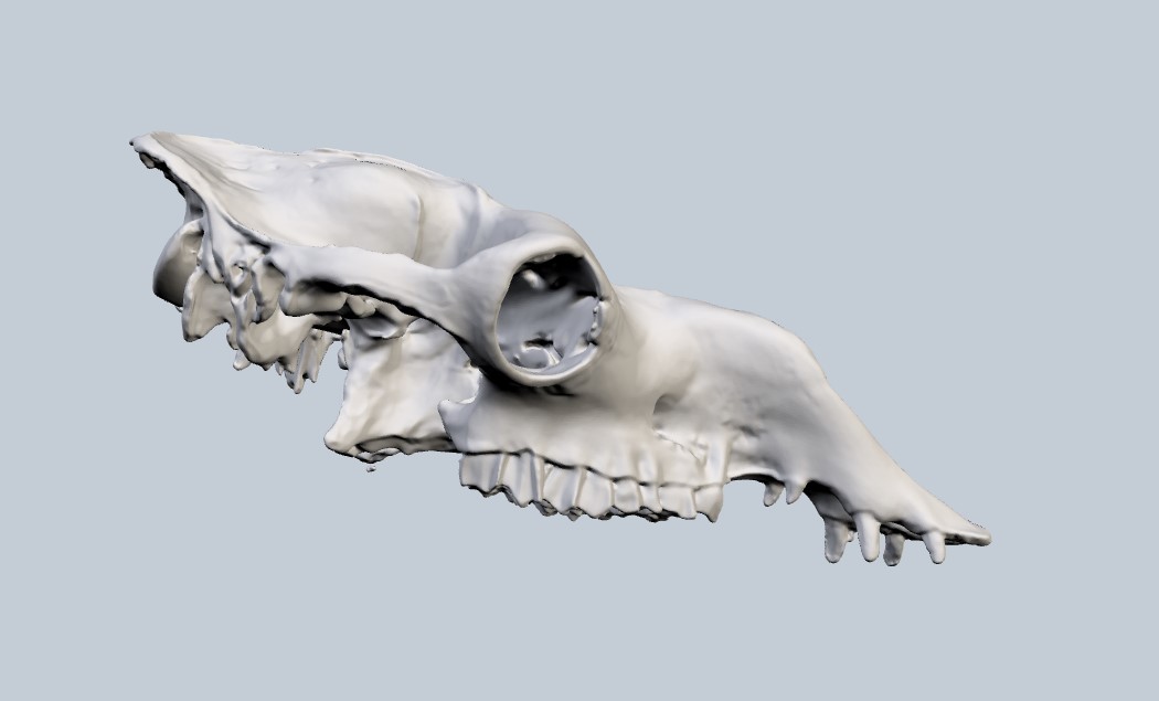 El proyecto Maker escanea sus primeros huesos obteniendo modelos 3D para fabricación de modelos.