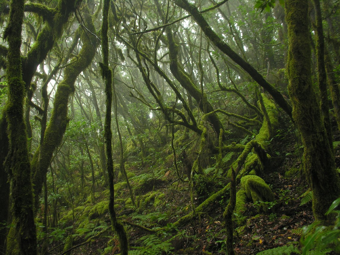 Parque Nacional de Garajonay